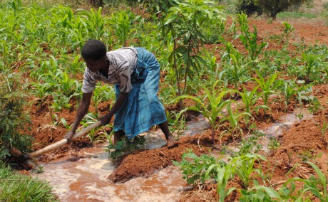 Woman in field working with field irrigation