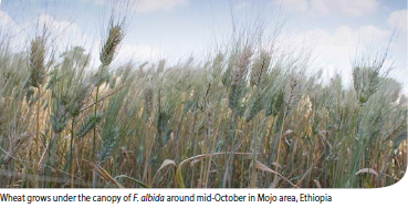 Wheat growing under the canopy of F. albida, Ethiopia. Credit CIMMYT