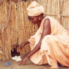 Poultry contribute significantly to household food security & are usually under the control of women. Photo:R Alders, FAO