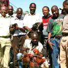 Group of men admiring village chickens - Tanzania Photo Credit M Wood,AIFSRC