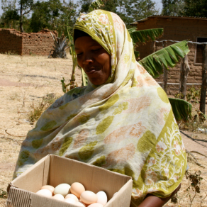 Woman showing eggs collected from village chickens - Tanzania. Photo Credit m Wood, AIFSRC