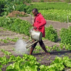Man with a watering can in a vegetable plot. (Photo: AVRDC)