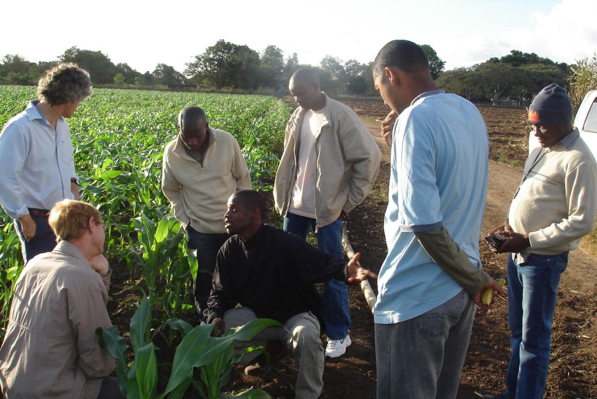 Discussing corn irrigation in the Chokwe Irrigation scheme on the Limpopo River in Mozambique. One third of the scheme is affected by waterlogging and salinity and one third has been abandoned due to damaged infrastructure. Photo credit Mario Chilundo