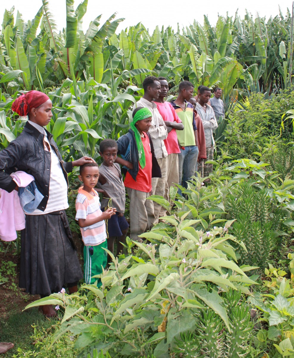 Community members standing in a dynamic mixed crop farming system with bananas, maize and vegetables, Ethiopia. Photo credit M Gyles, ACIAR