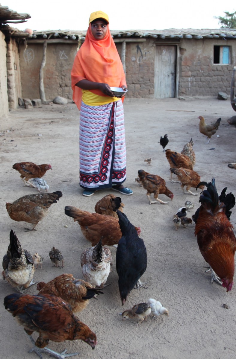 Community vaccinator vaccinating chickens against Newcastle disease, Singida, Tanzania. Photo credit S Ingleton 360⁰