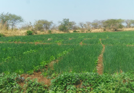 Irrigated onions, Igomelo Irrigation Area. Credit P. Ramshaw, ANU