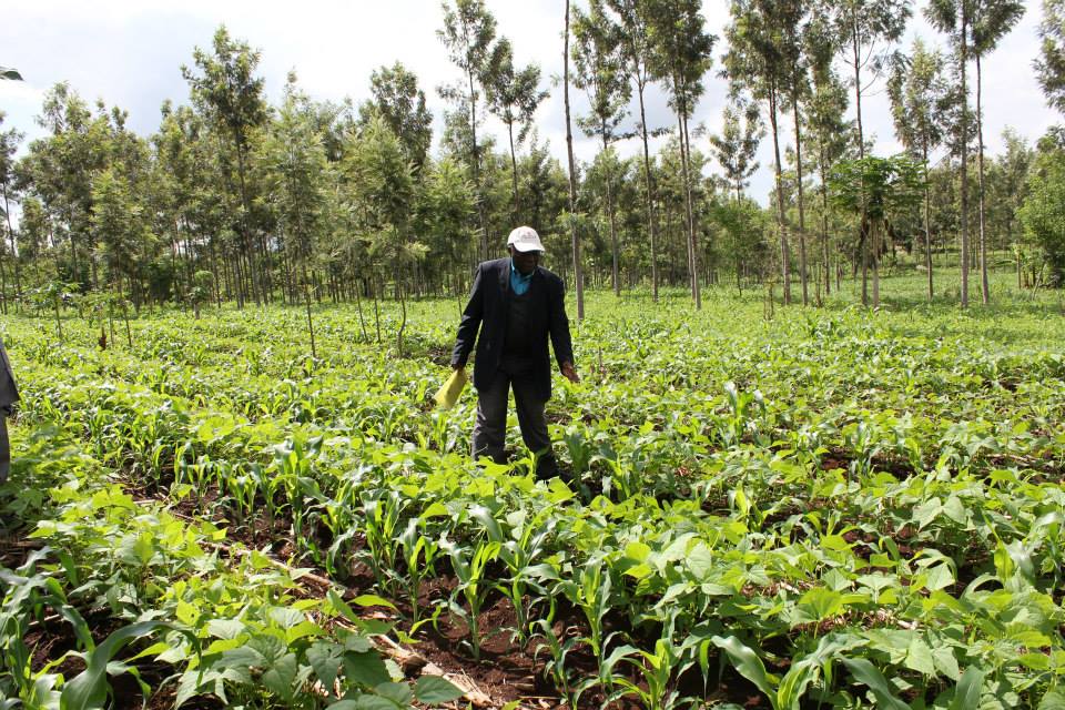 Mr Munyi a farmer from eastern Kenya has noticed marked differences between his previous farming methods and new SIMLESA technologies he has adopted. For example he is leaving crop residues on the field (photo Liz Ogutu, AIFSRC)