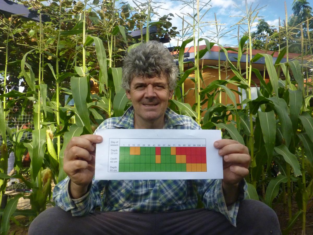 The graphic shows the evolution of soil water during the season of the corn crop grown in the author’s garden. Sensors were deployed at three depths (20, 40 and 60 cm) and the soil water plotted weekly as green, orange or red. Photo credit Dominic Stirzaker.