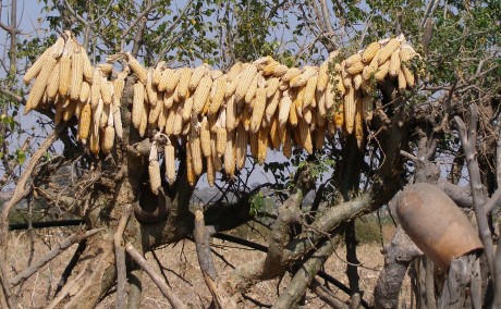 Maize drying after harvest