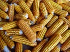 Healthy maize