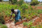 Woman using irrigation system in Malawi. Photo Credit: Fiona wyborn, AIFSRC