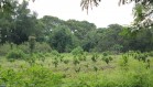 Field with young trees - Rwanda Photo Credit Liz Ogutu, AIFSRC