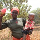 Mango is an important domestic and export crop in Kenya and Tanzania that is vulnerable to attack by pests and diseases