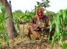 Man in a field of maize with trees. Photo credit: World Vision