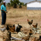 Man feeding village chickens grain - Tanzania Photo Credit M Wood, AIFSRC