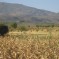 Farming in Ethiopia, (Photo: J Dixon ACIAR)