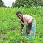 Female farmer in a field, Salima, Malawi. (Photo: M Gyles ACIAR)