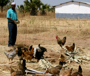 Man feeding village chickens grain - Tanzania Photo Credit M Wood, AIFSRC