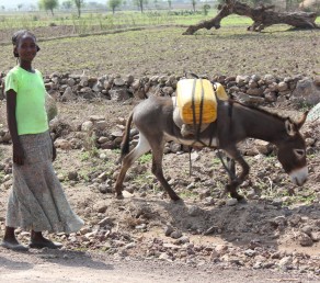Donkey carrying water, Ethiopia. (Photo: M Gyles ACIAR)