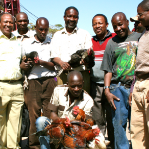 Group of men admiring village chickens - Tanzania Photo Credit M Wood,AIFSRC